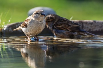 Two House sparrows, Passer domesticus, a couple, bathes in bird waterhole.  Czechia. Europe.
