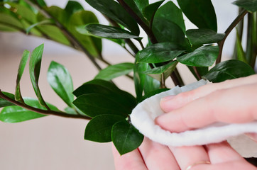 Woman rag wipes dust from green leaves of houseplant