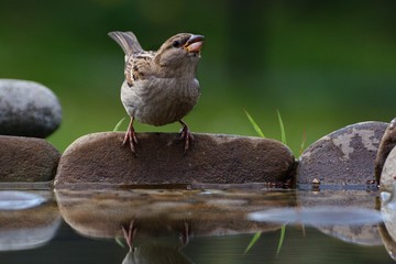 Young sparrow drinks water from a bird's waterhole.  Czechia. Europe.
