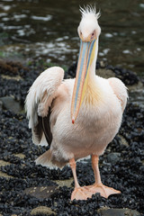 Portrait of beautiful water bird Pink-backed Pelican with yellow beak and gentle pink feathers and funny topknot. Namibia.