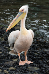 Portrait of beautiful water bird Pink-backed Pelican with yellow beak and gentle pink feathers and funny topknot. Namibia.