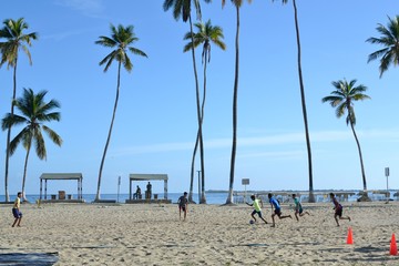 palm trees on the beach