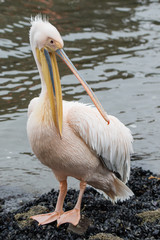 Portrait of beautiful water bird Pink-backed Pelican with yellow beak and gentle pink feathers and funny topknot. Namibia.