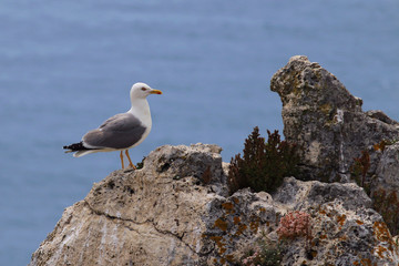 Yellow-legged gull (Larus michahellis) perched on a rock with the sea in the background