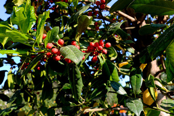 Rowan on a branch. Red rowan. Rowan berries on rowan tree. Sorbus aucuparia.