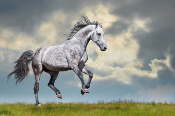 Grey horse running on the grass on sky and could