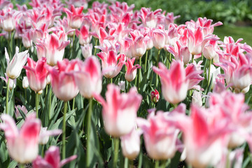 Huge fields of colorful tulips. Netherlands. Amsterdam. Background for cards for any holiday. Spring flowers.