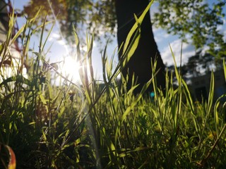 Promyk słońca wśród traw.