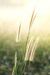 boomming of meadow on the field