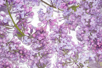 lilac flowers floating in the water