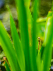 Large Red Damselfly Emerging from a Larva