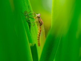 Large Red Damselfly Emerging from a Larva
