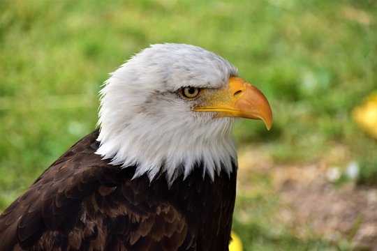 Foto detallada de un águila