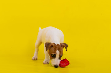 Puppy Jack Russell Terrier plays with a red tulip bud. Shorthair thoroughbred little dog cheerfully eats a spring flower on a yellow background.