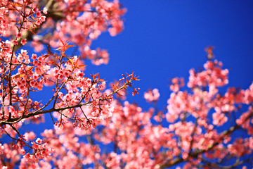 Close up Wild Himalayan Cherry Blossoming on Doi Inthanon National Park. Chiang Mai, Thailand