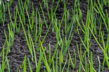 In the spring onions sprang up on the garden bed