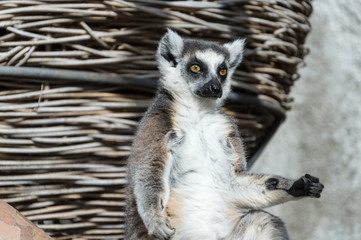 Naklejka na ściany i meble Ring tailed Lemur