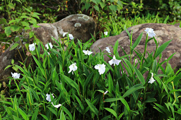 Close up Caulokaempferia Alba wild flowers
