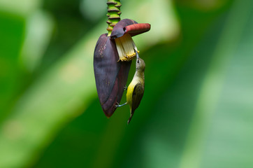 Little spiderhunter bird Seek and sucking honeydew on banana blossom