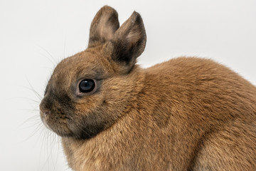 Rabbit on a white background 