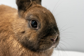 Rabbit on a white background 