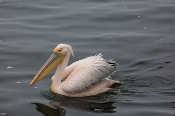 Portrait of beautiful water bird Pink-backed Pelican with yellow beak and gentle pink feathers and funny topknot. Namibia.