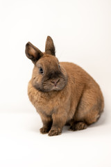 rabbit on a white background