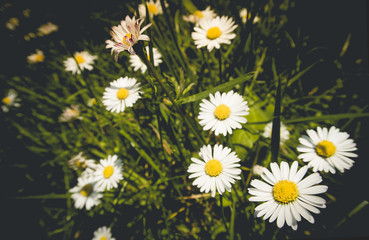 Beautiful daisies in the meadow