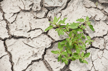 a plant that grows on dry, cracked soil surface during drought