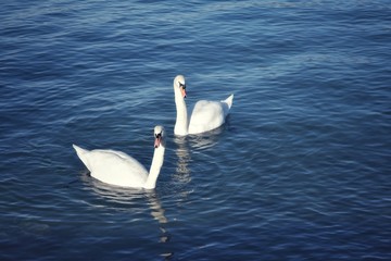 swans on the lake