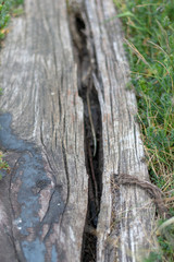 close up of a tree bark