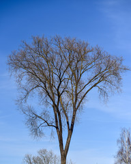 Fototapeta na wymiar Black tree silhouette on blue sky background