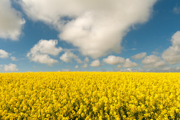 Fototapeta premium field of yellow flowers with a blue cloudy sky