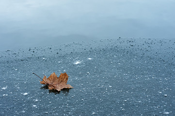 lone fallen leaf on new ice