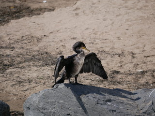 A tired black sea bird sits on the beach with its wings spread and dries its wet feathers in the sun on a warm summer day. A large black cormorant is resting on the beach.