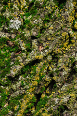 Closeup on the tree bark with green moss texture 