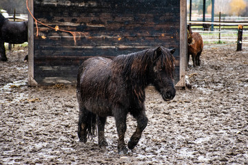 A candid shot of a domesticated brown pony walking in a muddy ranch under rain (Veynes, Hautes-Alpes, France)