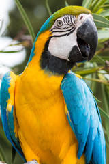 Macaw