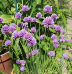 Fototapeta premium alium