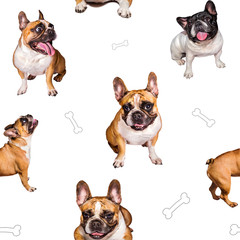 set of cute little dog French bulldog. Funny collection pictures pattern of different happy puppy, isolated for print