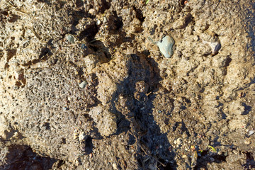 Wet ground, texture dirt. Top view, abstract background. The surface of the planet.