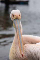 Portrait of beautiful water bird Pink-backed Pelican with yellow beak and gentle pink feathers and funny topknot. Namibia.