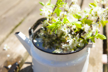 Blooming branches of an Apple tree in a teapot. Spring in the garden.