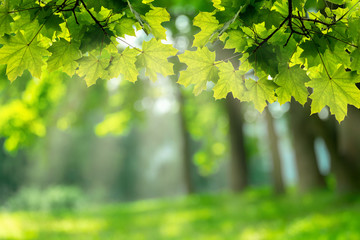 Beautiful spring background with green juicy maple leaves natural background with a carpet of green grass in the sunlight. Summer landscape with blurry defocused park in background.