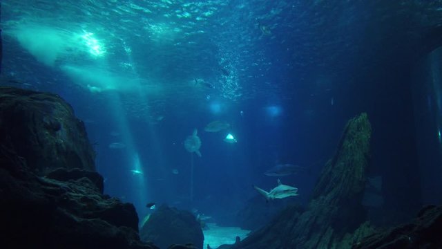 Movement of  school of fish underwater. Group fish of multiple species in undersea marine life