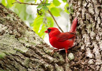 A closeup of a beautiful male cardinal perched in a hardwood tree.