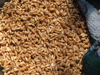 germinated spelled grain close up