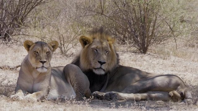 A pair of beautiful African Lions resting under a tree shade after mating - close up