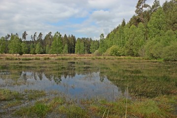 Moor in den Franzosenwiesen im Burgwald