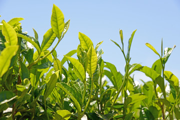 茶畑　鹿児島県さつま町